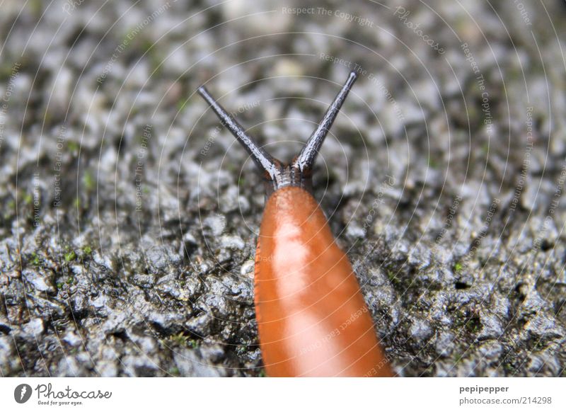 WLAN included Animal Farm animal 1 Stone Glittering Near Slimy Brown Gray Subdued colour Exterior shot Close-up Macro (Extreme close-up) Day Contrast