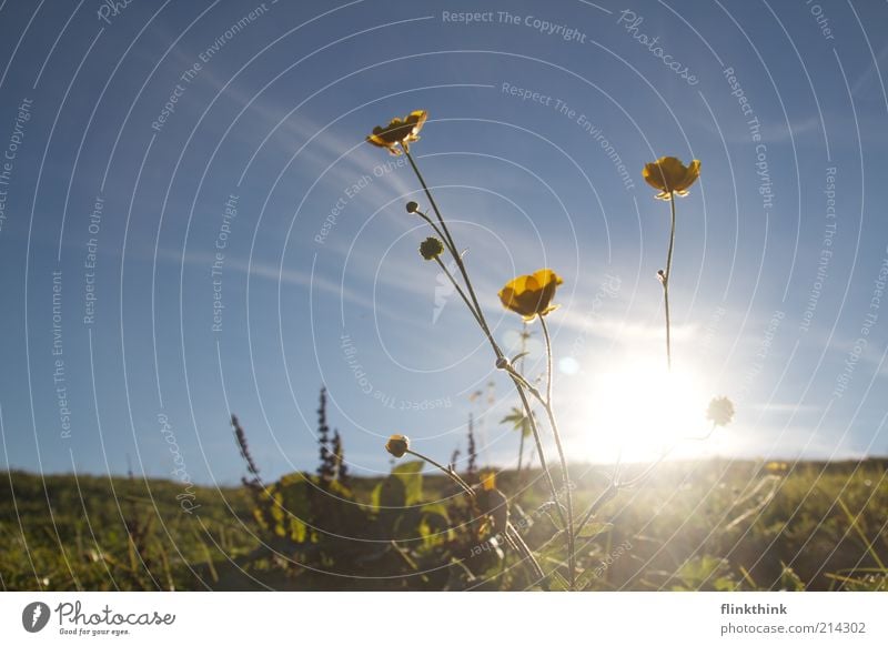 summer evening Flower Meadow Sun Sunset Sunrise Back-light Deserted Yellow Green Sky Silhouette Shadow Beautiful weather Spring Blossoming Stalk Day