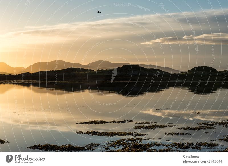 Inconspicuous detail | a curious goose hiding in the bay Nature Landscape Water Sky Clouds Horizon Sunlight Summer Beautiful weather Algae Bay Ocean