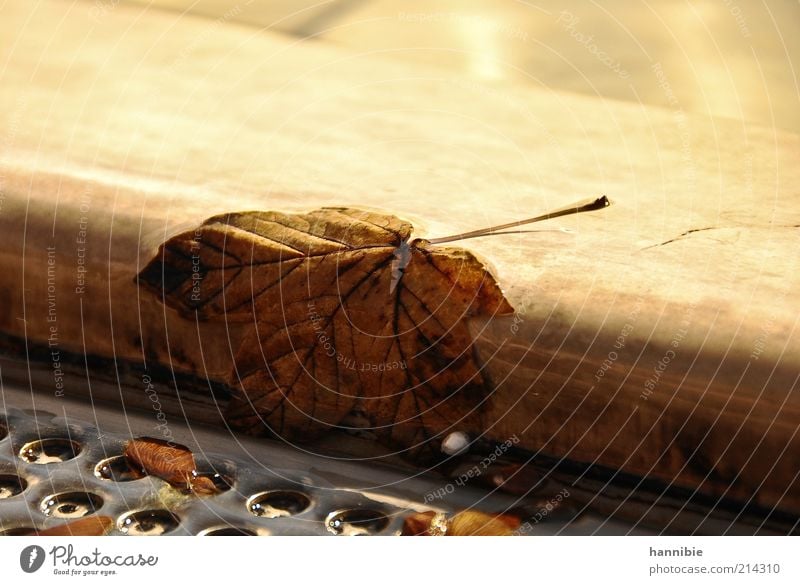 leaf (me) alone Leaf Places Brown Vienna Autumn Autumnal Well Decline Wet Colour photo Multicoloured Exterior shot Close-up Deserted Copy Space top Day Sunlight