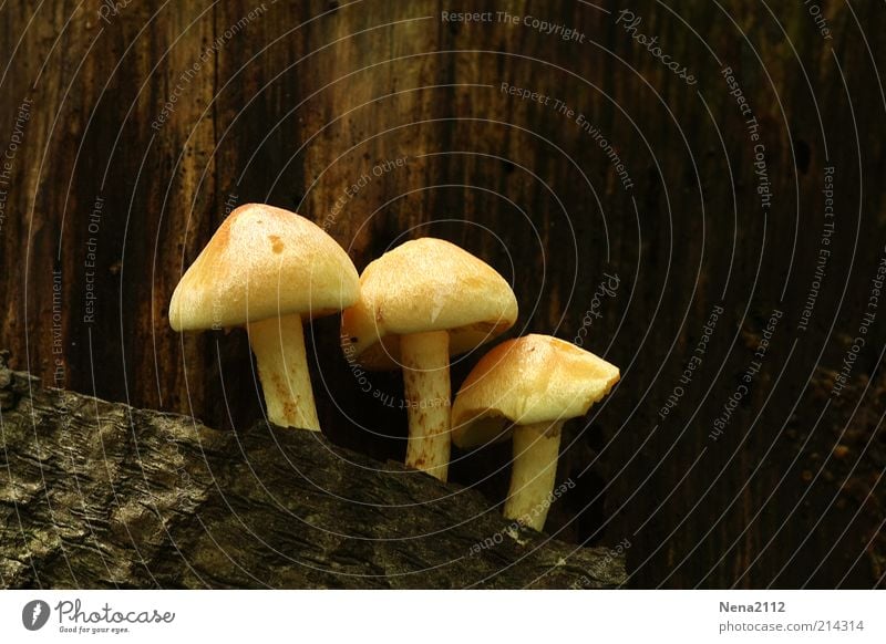 triplets Nature Plant Autumn Tree Forest Natural Brown Yellow White Mushroom Mushroom cap Button mushroom Tree fungus wild mushroom 3 Wood Tree trunk