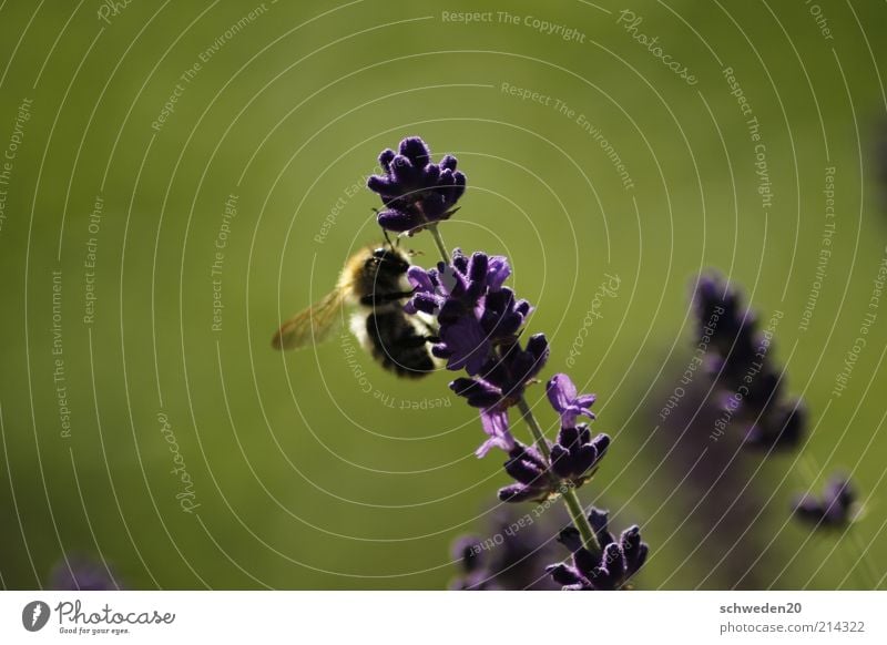 working day Summer Sun Environment Nature Plant Animal Climate Beautiful weather Warmth Flower Blossom Meadow Bee Wing Work and employment Observe Fragrance