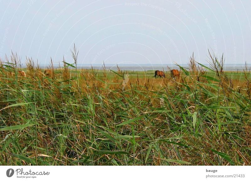 View in direction Watt Mud flats Juist island Horse Meadow