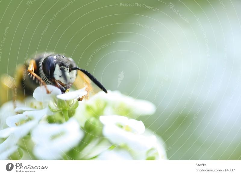 Flower meal - Wasp eating wasp To feed wasp face wasp head pollination Sprinkle wild flower Pollen Foraging Feeler Animal face Near Blossom Wild plant naturally