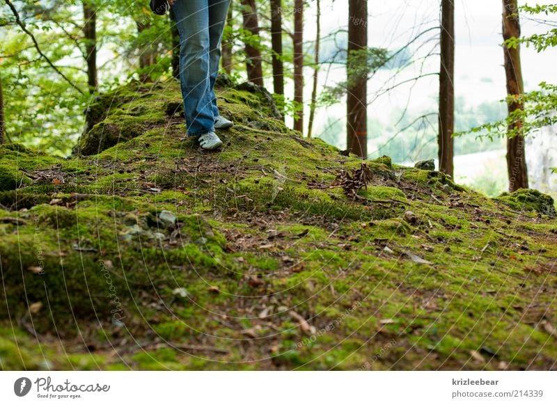 moos Environment Nature Plant Moss Relaxation Colour photo Exterior shot Structures and shapes Day Worm's-eye view