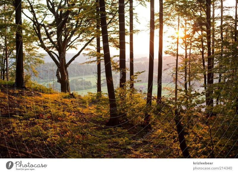 zauberwald Nature Autumn Beautiful weather Forest Old Joy Colour photo Exterior shot Evening Central perspective