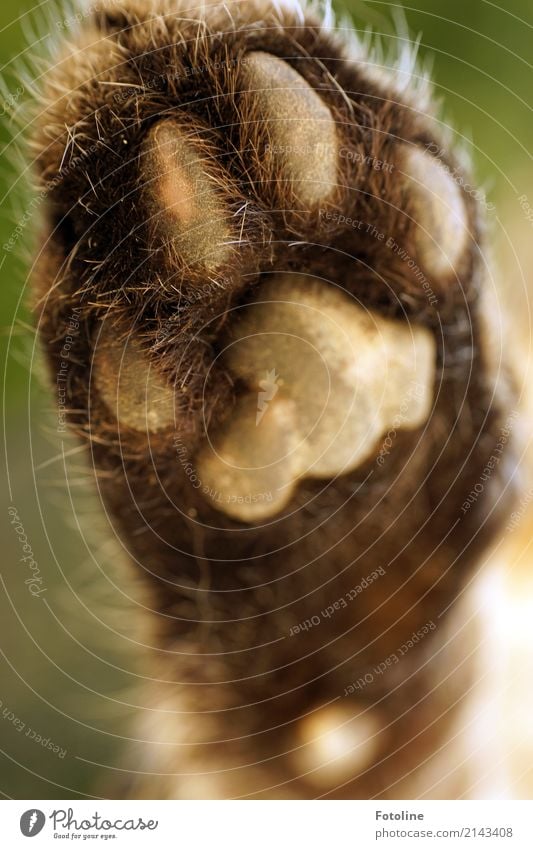 velvet paw Environment Nature Animal Pet Cat Pelt Paw 1 Bright Soft Brown Cat's paw Colour photo Multicoloured Exterior shot Close-up Detail