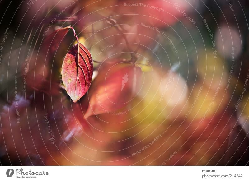 red light Nature Autumn Tree Bushes Leaf Autumn leaves Autumnal Autumnal colours Early fall Illuminate Red Transience Change Colour photo Exterior shot Day