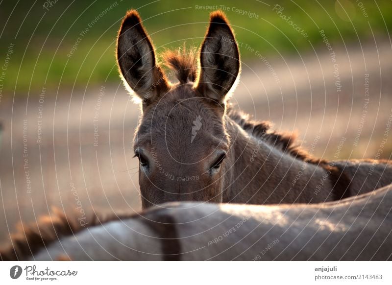 Donkey looks behind his friend Nature Pet Farm animal Animal face Petting zoo Group of animals Herd Animal family Feeding Happiness Funny Near Protection