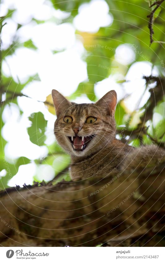 Cat climbs and hunts on a tree Nature Landscape Tree Animal Baby animal Hunting Happiness Tall Cute Love of animals Joie de vivre (Vitality) Climbing Branch