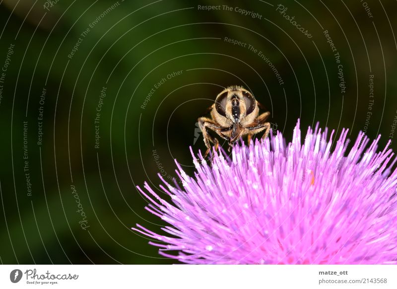 Look me in the eye Environment Nature Plant Thistle blossom Animal Fly Bee Wing 1 To feed Looking Sit Pink Macro (Extreme close-up) Insect Pollination Nectar