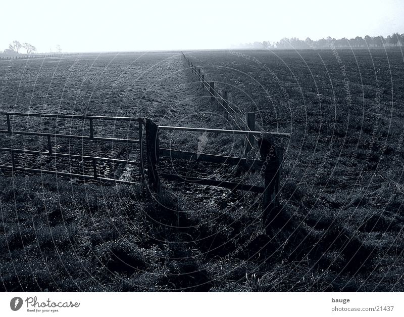 In the Ochsenmoor, south of Dümmer Bog Fog Bad weather Meadow Fence Autumn dump Pasture