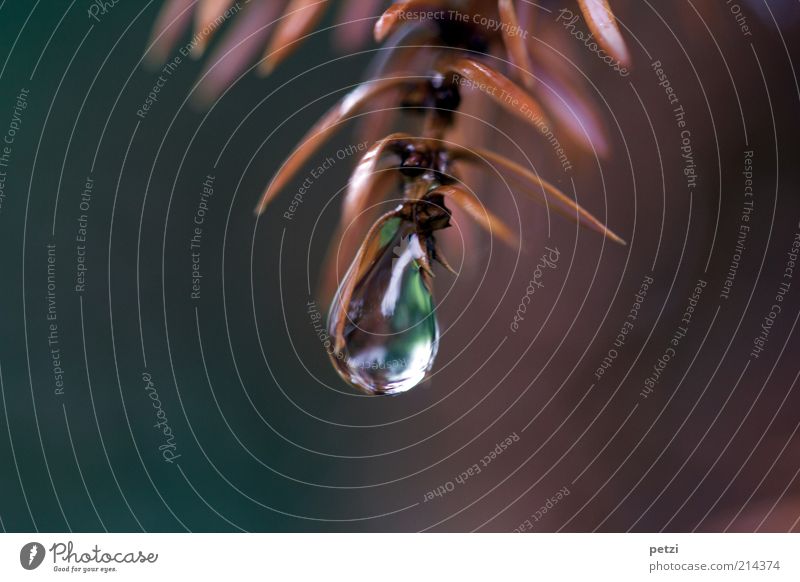 autumn tear Drops of water Autumn Calm Colour photo Exterior shot Macro (Extreme close-up) Copy Space left Copy Space right Copy Space bottom Neutral Background