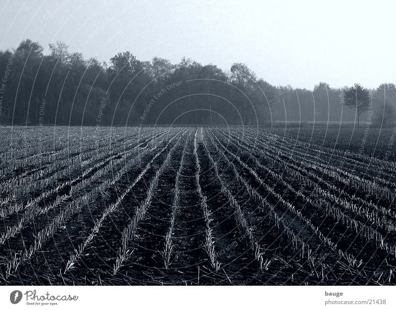 Stubble on a maize field in the moor Bog Autumn Field Afternoon Bad weather Fog Maize Earth