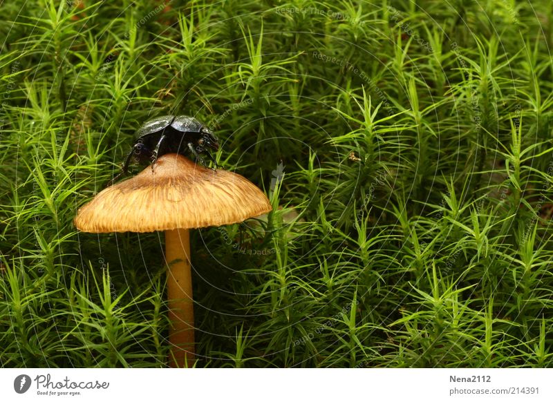 raised hide Mushroom Beetle Tenebrionid beetles dung beetle Button mushroom Mushroom cap Moss Green Brown Individual Tall Loneliness Climbing Insect Close-up