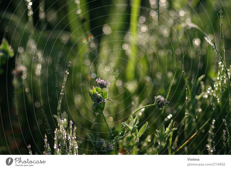 squints Nature Plant Drops of water Summer Grass Glittering Fresh Wet Green Spring fever Dew Meadow Colour photo Exterior shot Close-up Macro (Extreme close-up)