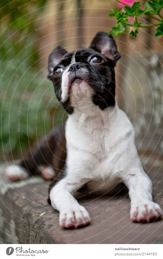 Boston Terrier Summer Warmth Plant Garden Stairs Animal Pet Dog French Bulldog 1 Observe Communicate Looking Elegant Curiosity Cute Beautiful Joy