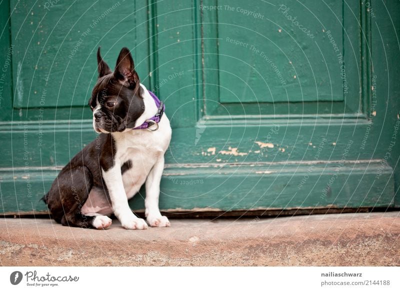 Boston Terrier Summer Warmth House (Residential Structure) Door Animal Pet Dog Animal face boston terrier French Bulldog Puppy 1 Stone Wood Observe Discover