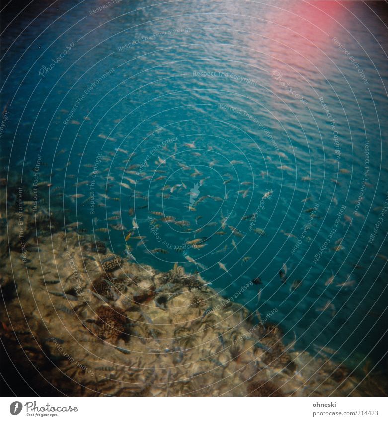 Fishin´ Nature Water Coast Reef Ocean Group of animals Flock Blue Life Analog Colour photo Multicoloured Holga Light (Natural Phenomenon) Reflection Deserted