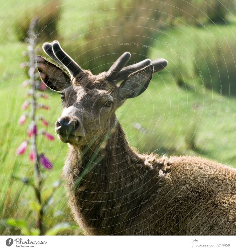 gracefulness Nature Animal Park Reindeer Deer Sadness Esthetic Elegant Free Beautiful Uniqueness Strong Loyal Secrecy Warm-heartedness Love of animals Loyalty