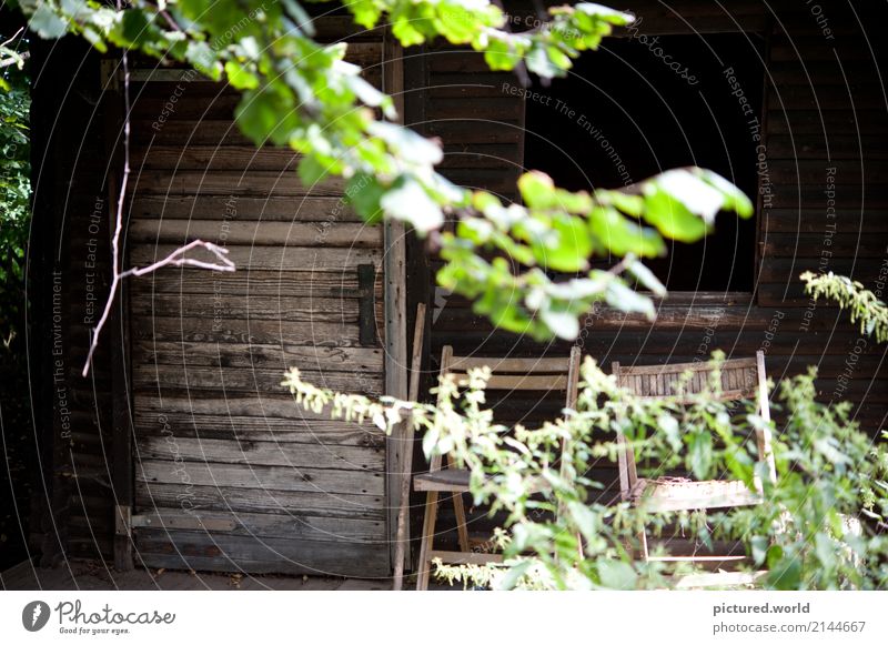 Forgotten but not passed away Adventure Nature Plant Sunlight Summer Climate change Tree Bushes Leaf Wild plant Forest Deserted Hut Ruin Facade Terrace Window