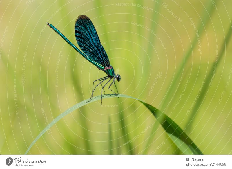 Blue-winged damselfly on a blade of grass Nature Plant Spring Summer Leaf Garden Park Meadow Pond Brook River Lakeside Animal Wild animal Insect Dragonfly 1