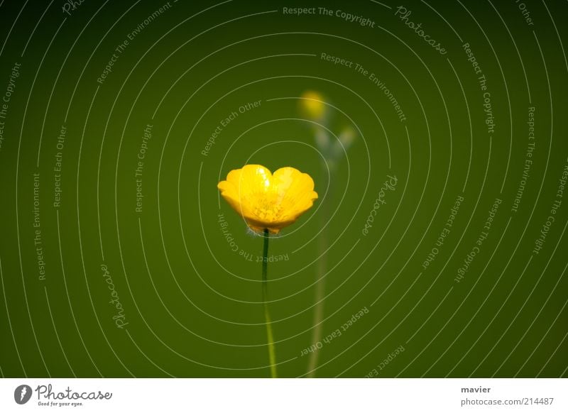 The Yellow Standalone Nature Plant Summer Blossom Wild plant Small Green Life Colour photo Exterior shot Deserted Day Blur Shallow depth of field