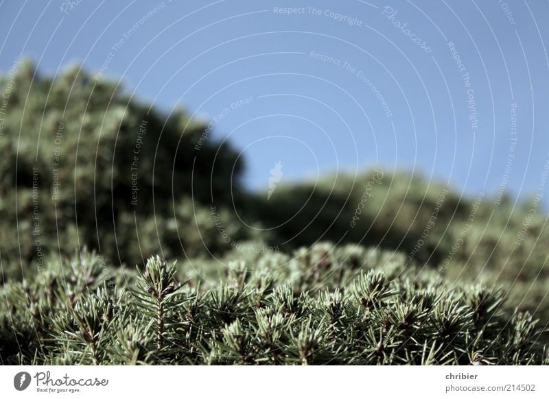 Behind the mountains Nature Cloudless sky Tree Thuja Growth Above Thorny Blue Green Twig Close-up Detail Copy Space top Shallow depth of field Deserted Treetop