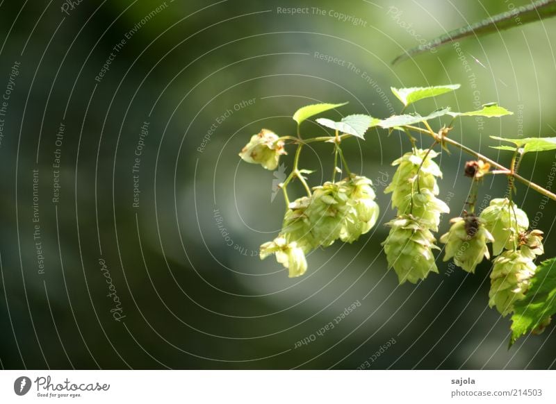 hop and malt lost Plant Leaf Foliage plant Hang Green Hop Hop flower Colour photo Exterior shot Copy Space left Sunlight Shallow depth of field Deserted