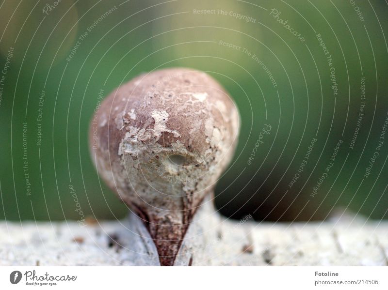 Oh, I got a bump! Environment Nature Plant Autumn Tree Wild plant Growth Bright Natural Brown Green Tree trunk Birch tree Mushroom Tree fungus Colour photo