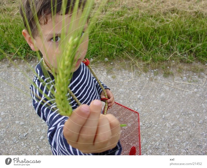 cereals Ear of corn Grain