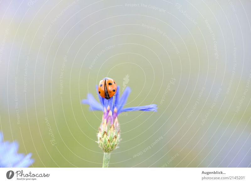 Departure in three... two... one... Ladybird Beetle Red green Macro (Extreme close-up) Crawl luck Summer Nature Point Exterior shot Good luck charm Small