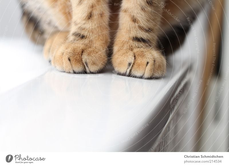 fur feet Animal Pet Cat Pelt Paw 1 Baby animal Sit Stand Cuddly Brown Black White Bengal Domestic cat purebred cat Bathtub Colour photo Interior shot Close-up