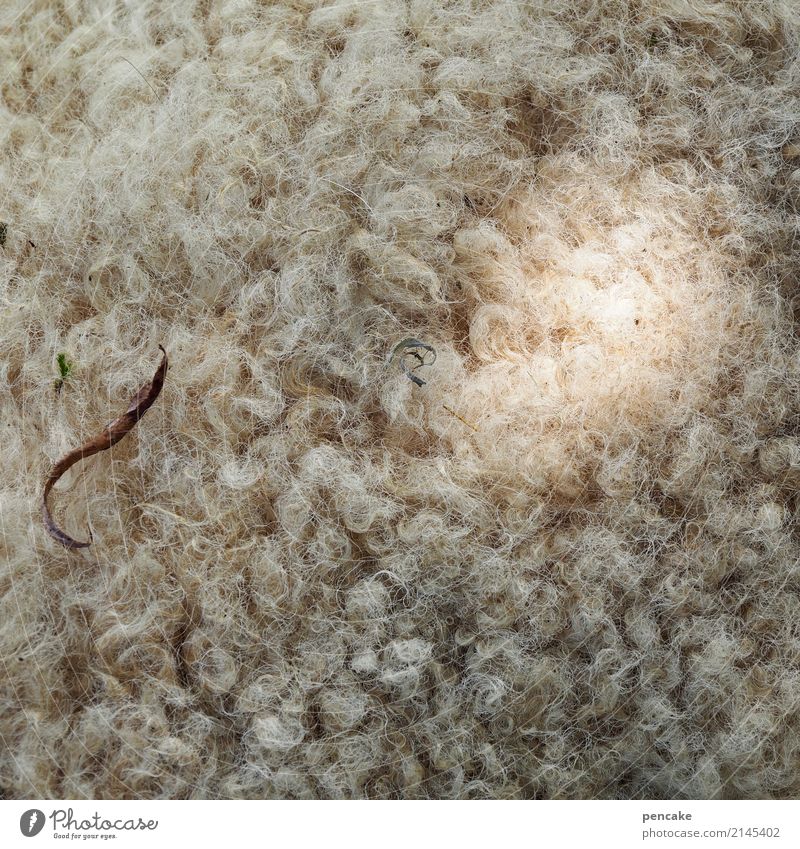 when the fur burns Farm animal Pelt Hot Warmth Sheepskin Patch of light Wool Lamb's wool Winter Colour photo Subdued colour Exterior shot Close-up Detail