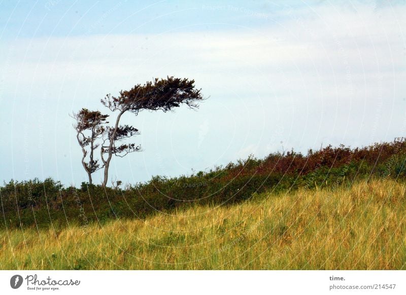 Westhoen Landscape Tree Landmark Brown Yellow Individual Beach dune Dune Marram grass Wind cripple Colour photo Subdued colour Exterior shot Deserted Day Grass