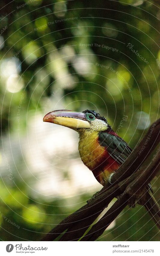 Curl-crested Aracari called Pteroglossus beauharnaesii Tree Forest Virgin forest Animal Wild animal Bird 1 Multicoloured Yellow Gold Green Orange Red White