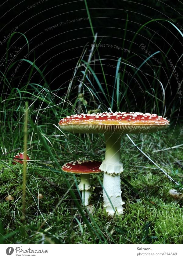 Little Brother Environment Nature Earth Meadow Mushroom Amanita mushroom Fairytale landscape Complementary colour Calm Beautiful Enchanting Growth Spotted