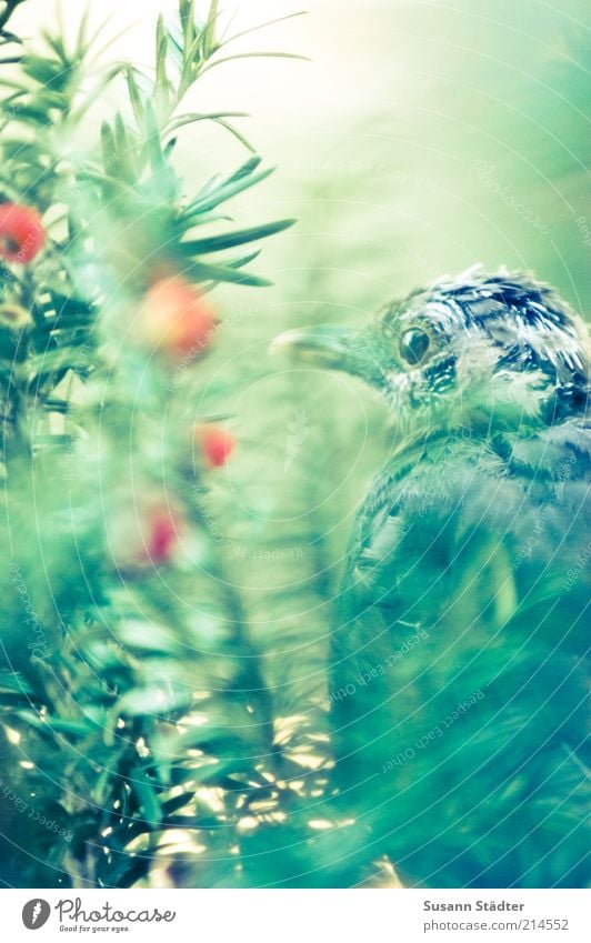 Hidden Bushes Bird Dream Sadness Dream world Coniferous trees Loneliness Deerstalking Hide Hiding place Relaxation Break Yew Berries Sit Colour photo Close-up