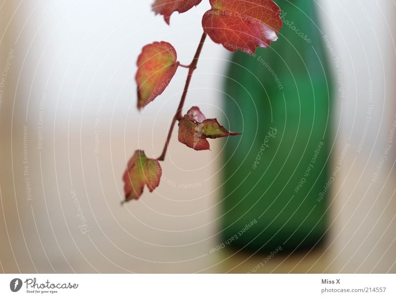 vine leaf Bottle Decoration Plant Leaf Agricultural crop Growth Vine Bottle of wine Vine leaf Vase Flower vase Colour photo Interior shot Close-up Detail