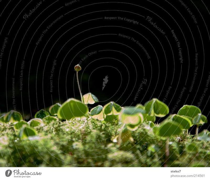 burgeoning happiness Earth Foliage plant Blossoming Growth Green Happy Optimism Hope Cloverleaf Bud Moss Woodground Delicate Light Colour photo Close-up