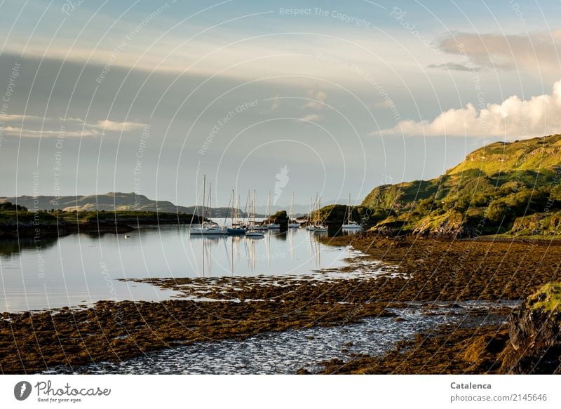 Evening calm settles over the bay and the sailing yachts anchored in it Sailing Landscape Plant Water Sky Clouds Summer Bad weather Grass Bushes Algae Bay Ocean