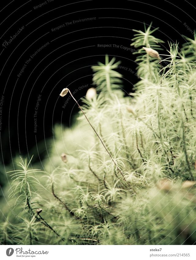 splendid Nature Plant Moss Green Delicate Blossom Near Woodground Subdued colour Close-up Deserted Copy Space top Contrast Copy Space left