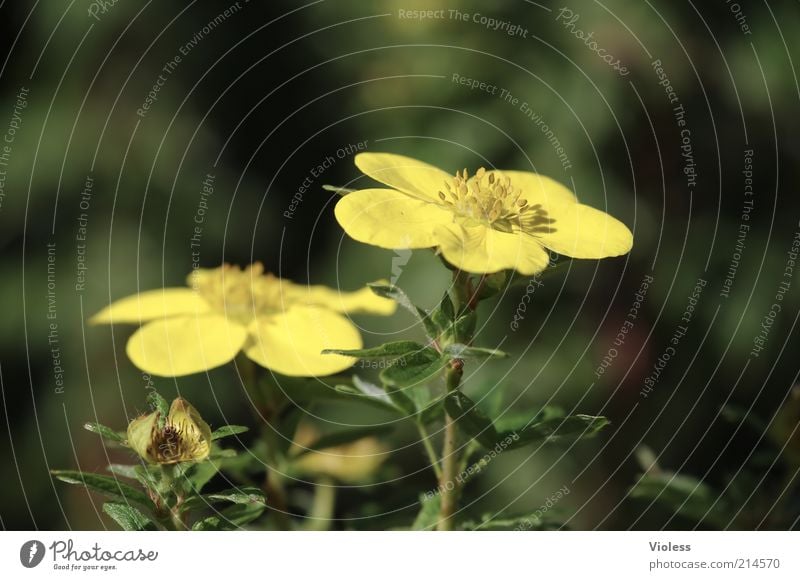 finger shrub Nature Plant Summer Beautiful weather Blossoming Illuminate Yellow Romance Potentilla Colour photo Exterior shot Close-up Detail