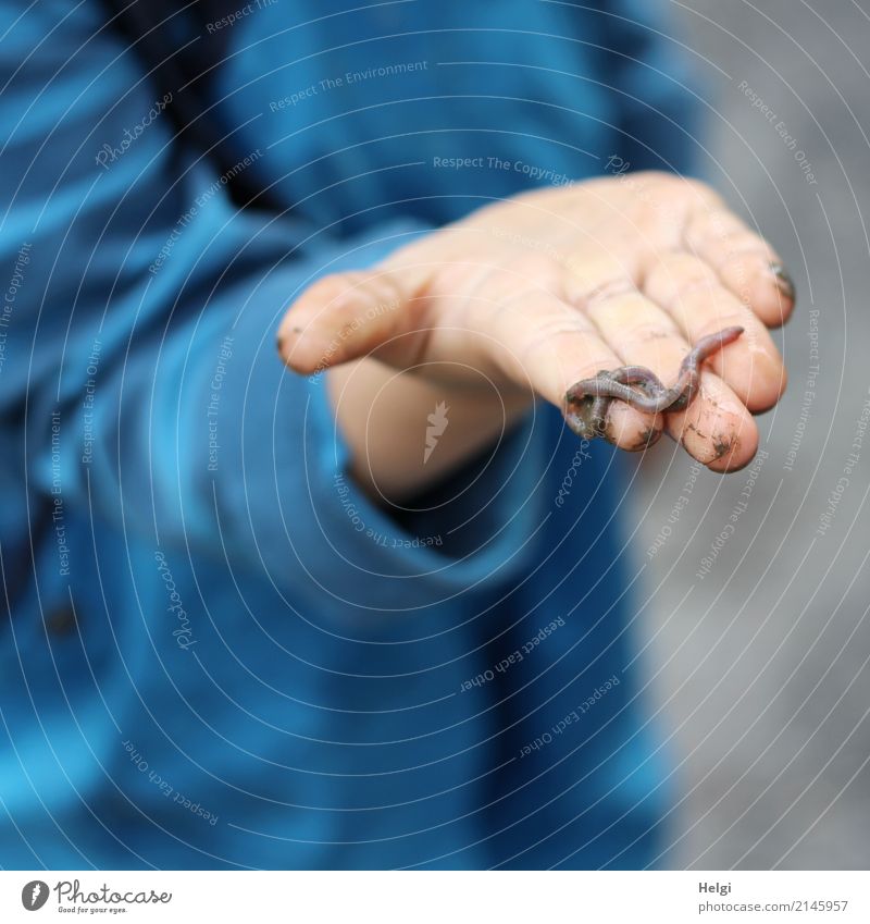 look ... | child hand holds an earthworm Human being Toddler Hand Fingers 1 3 - 8 years Child Infancy Environment Nature Animal Summer Rain Rain pants Worm