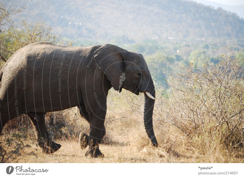 leopard Environment Landscape Beautiful weather Drought Bushes South Africa Animal Wild animal National Park Elephant Panther 2 Observe Walking Lie Wait Free