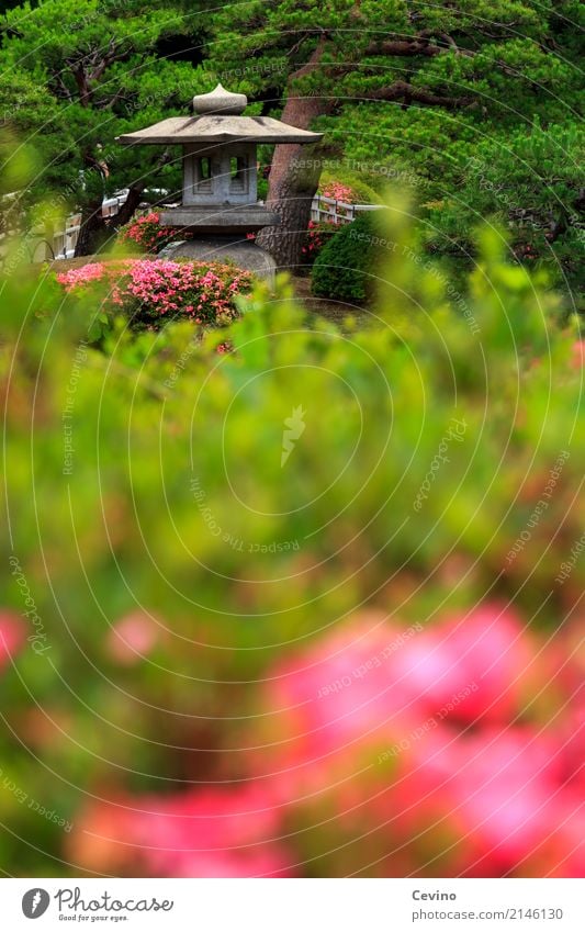 Japanese Garden Landscape Tree Bushes Blossom Park Tokyo Asia Capital city Downtown Hut Tourist Attraction Hope Japanese garden Flower Pavilion Green Pink