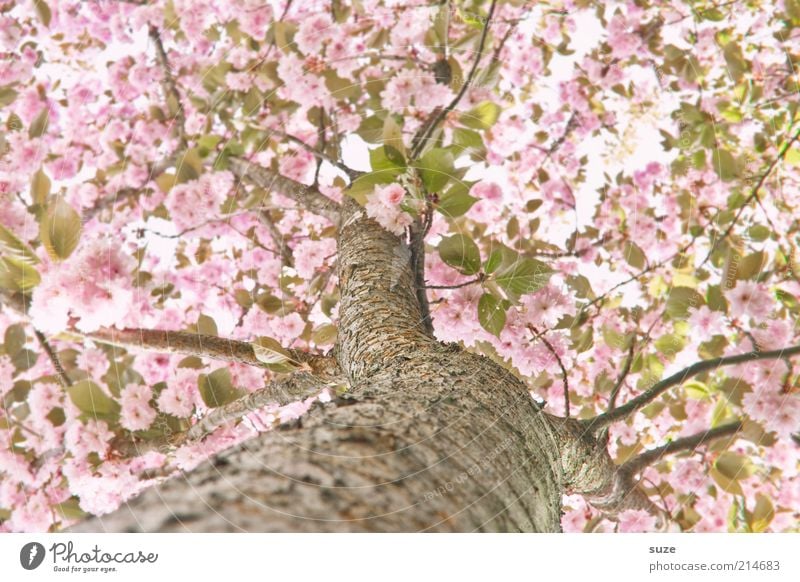 spring! Beautiful Environment Nature Sky Spring Beautiful weather Tree Bushes Blossom Blossoming Growth Esthetic Friendliness Pink Spring fever Anticipation