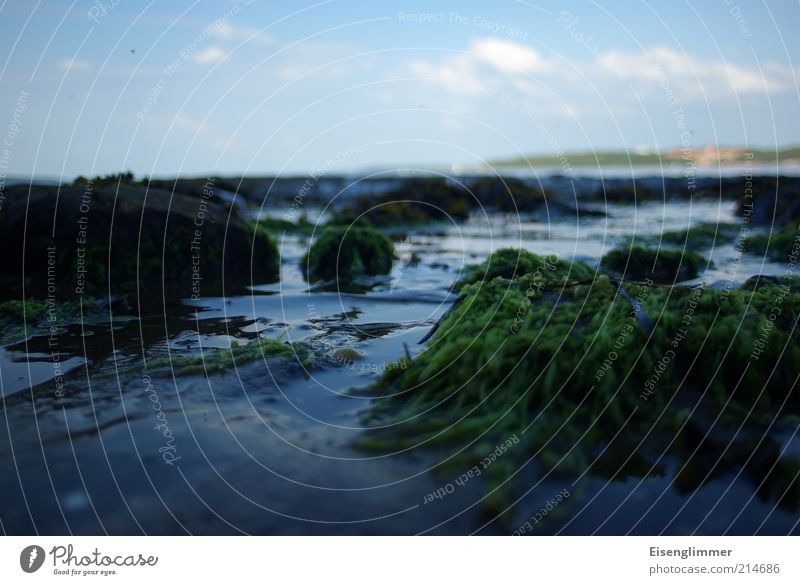 crab look Environment Landscape Plant Sky Summer Coast Bay Dark Disgust Hideous Cold Wet Slimy Blue Baltic Sea Algae Smoothness Sea water Stone Rock