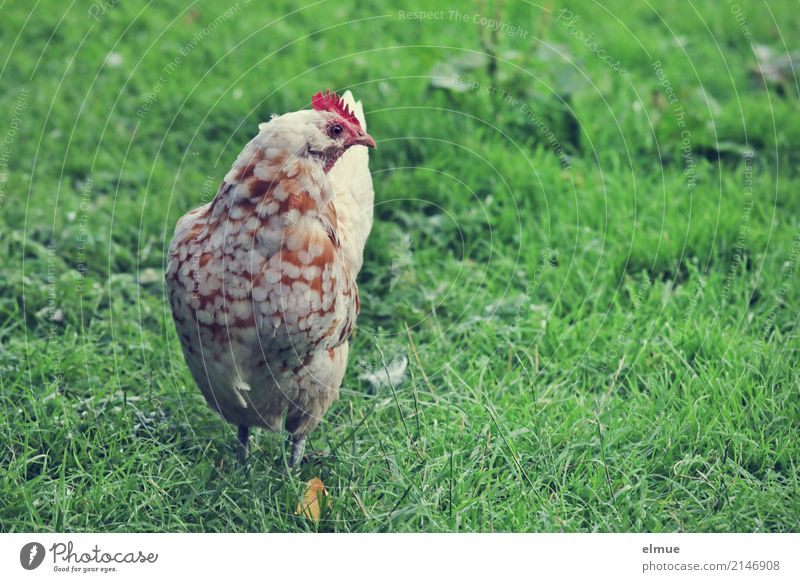 ... and on Sundays even two ... Summer Grass Barn fowl Dappled Crest Wing chicken terrace purebred poultry Livestock breeding Observe Stand Happy Beautiful