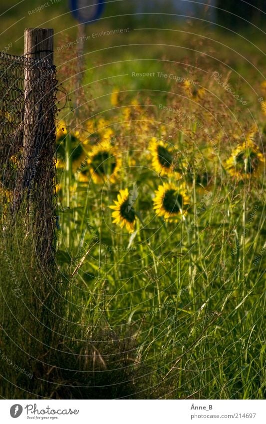 Sunflowers in Ciabot Life Harmonious Senses Calm Vacation & Travel Trip Decoration Nature Plant Summer Flower Agricultural crop Wild plant Field Growth Esthetic